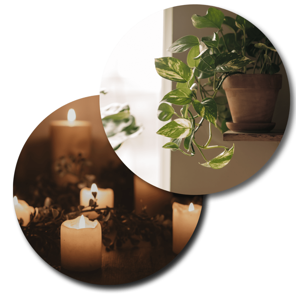 Comfortable Environment for Therapy. Tranquil plants to support a good mood.